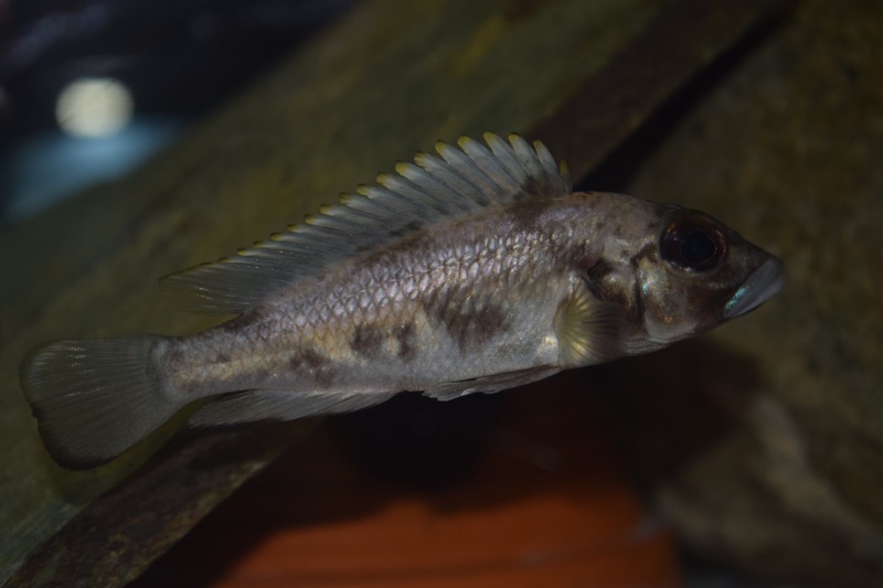 Lamprologus lemairii